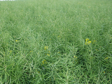 Tiller Roll - Crop still thriving even during a drought season - 27 May 2011